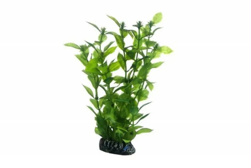 Hobby Hygrophila, 20 cm