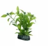 Hobby Hygrophila, 13 cm