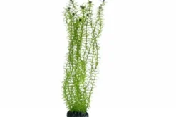 Hobby Lagarosiphon, 60 cm