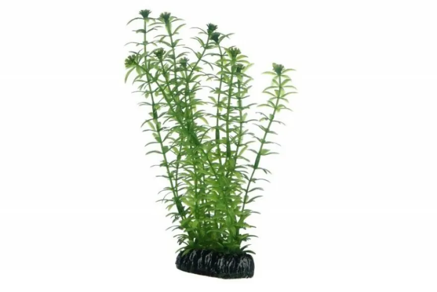 Hobby Lagarosiphon, 20 cm