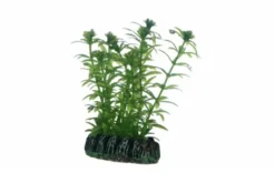 Hobby Lagarosiphon, 7 cm