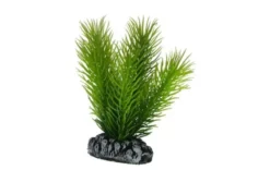 Hobby Mayaca, 7 cm