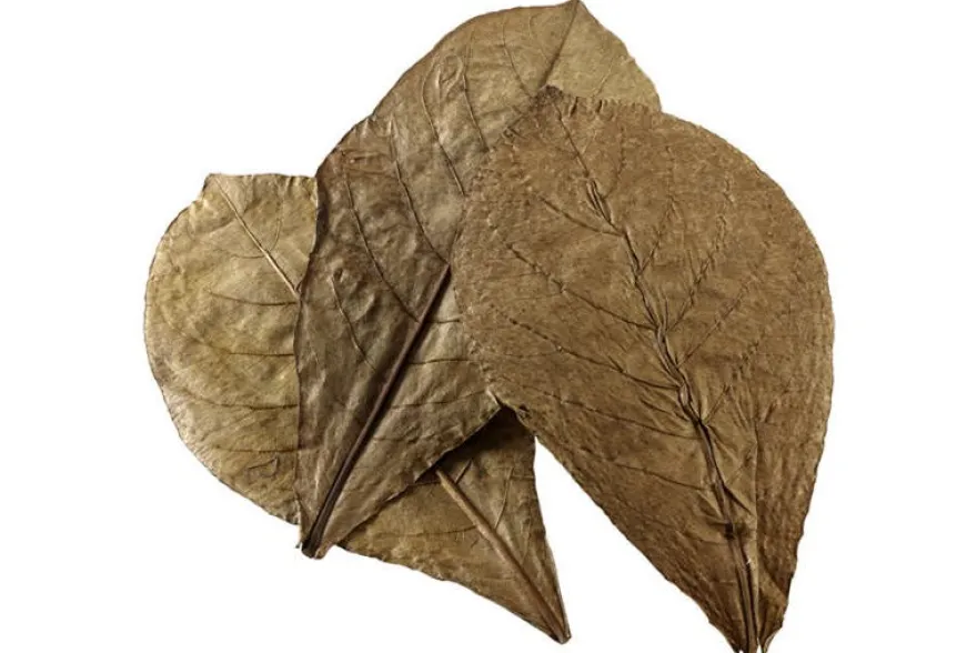 Hobby Nano Catappa Leaves, Seemandelbaumblätter, 12 St.