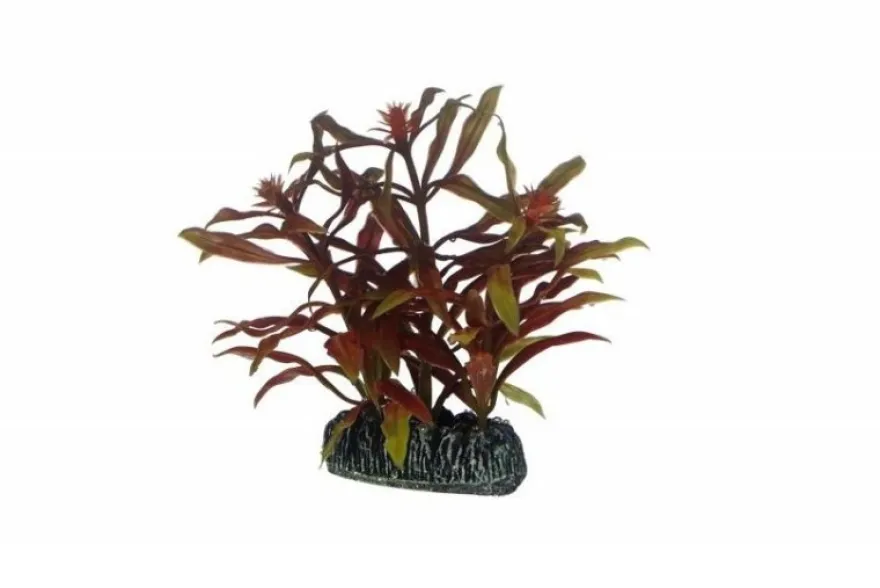 Hobby Nesaea, 7 cm