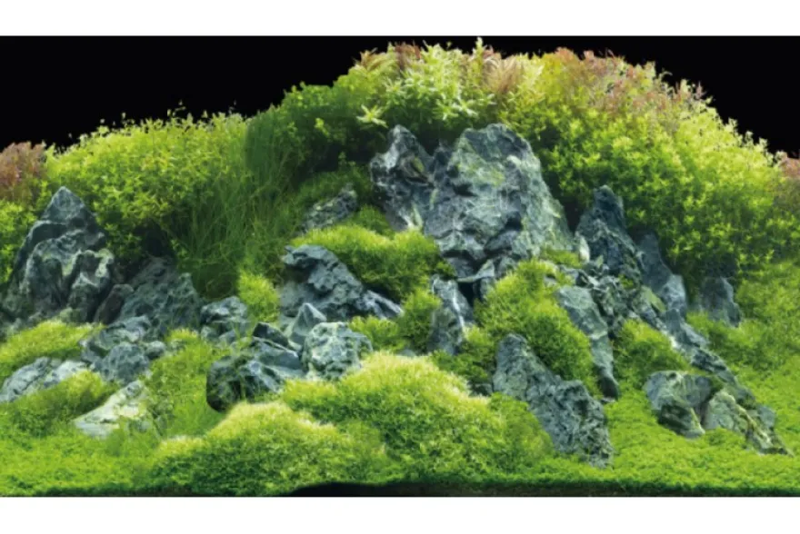 Hobby Rückwandfolie Planted River/Green Rocks, 120 cm x 50 cm