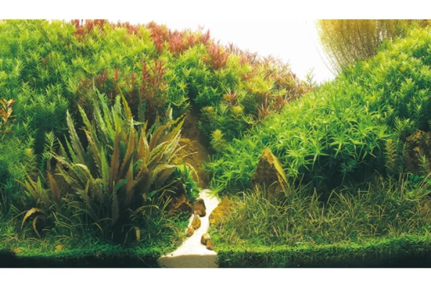 Hobby Rückwandfolie Planted River/Green Rocks, 120 cm x 50 cm