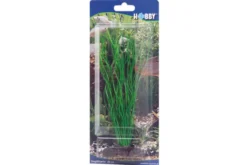 Hobby Sagittaria, 20 cm