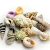 Hobby Sea Shells Set L (5 Stück)