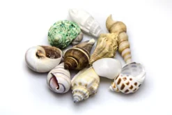 Hobby Sea Shells Set M (10 Stück)