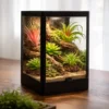 Hobby Terra Succulent 4, Terrarienpflanze Sukkulente, 17 cm