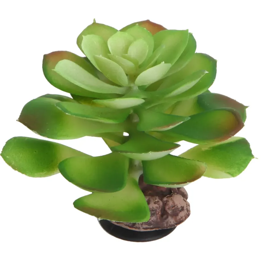Hobby Terra Succulent 4, Terrarienpflanze Sukkulente, 17 cm