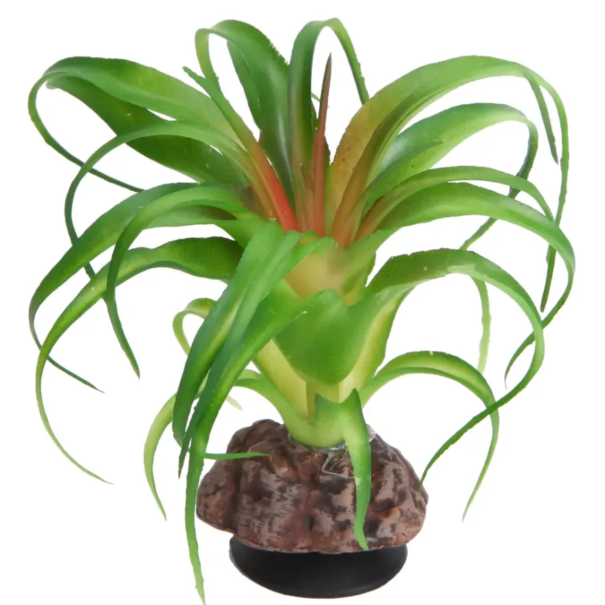 Hobby Terra Succulent 3, Terrarienpflanze Sukkulente, 14 cm