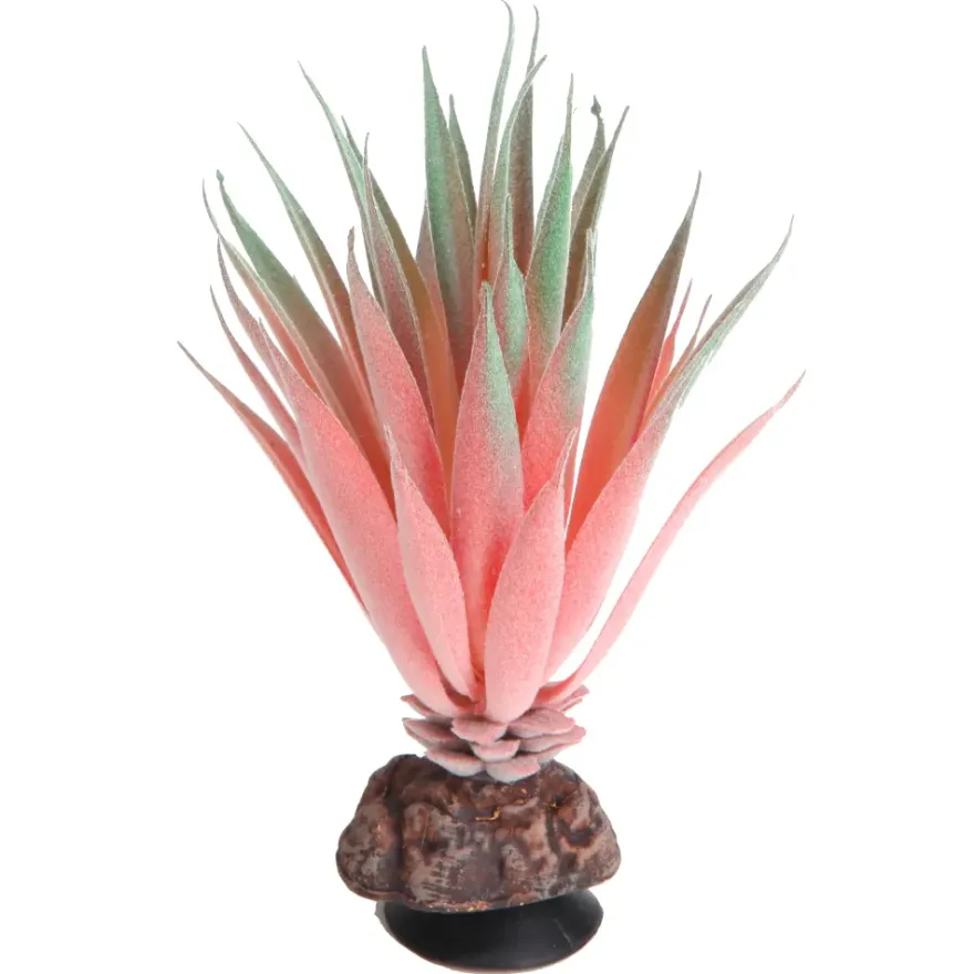 Hobby Terra Succulent 1, Terrarienpflanze Sukkulente, 14 cm