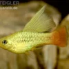 Hochflossen Papagei-Platy, Xiphophorus variatus