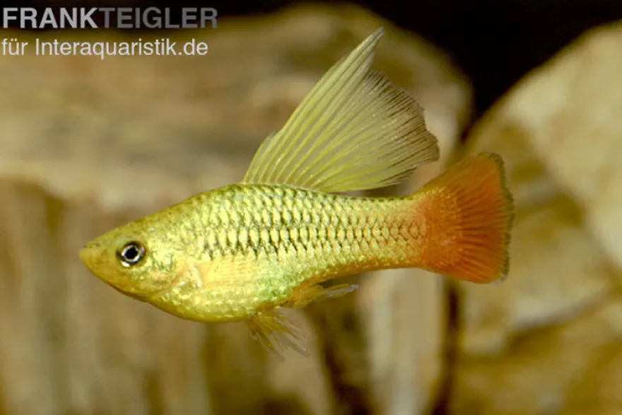 Hochflossen Papagei-Platy, Xiphophorus variatus