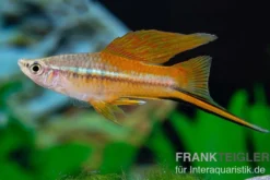 Hochflossen-Schwertträger Neon, Xiphophorus helleri, Zufällig ausgewählt