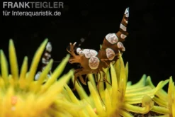 Hohlkreuzgarnele, Thor amboinensis