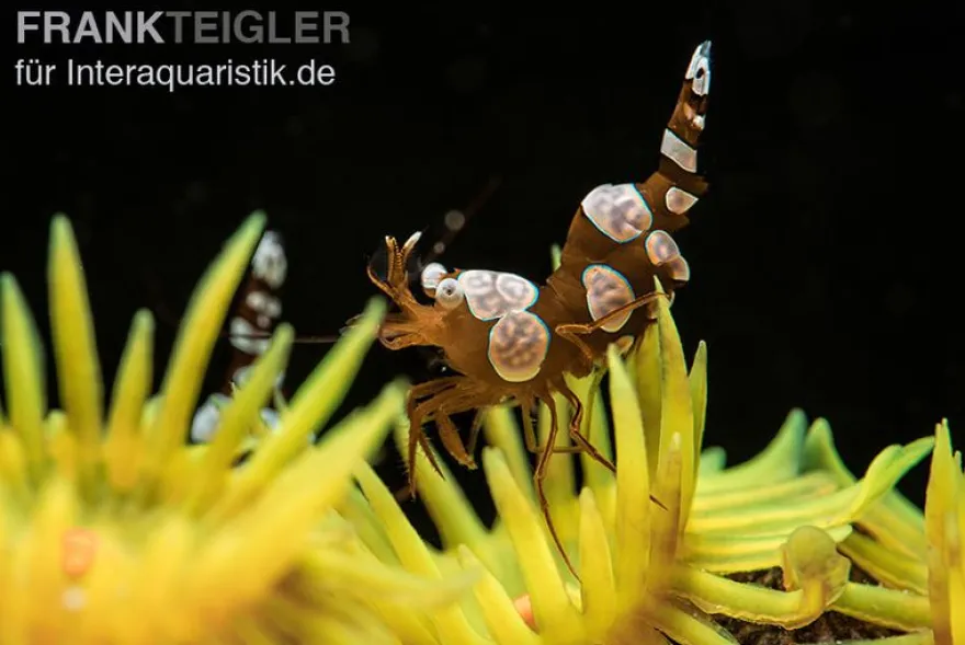 Hohlkreuzgarnele, Thor amboinensis