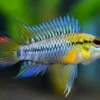 Hoignes-Zwergbuntbarsch, Apistogramma hoignei