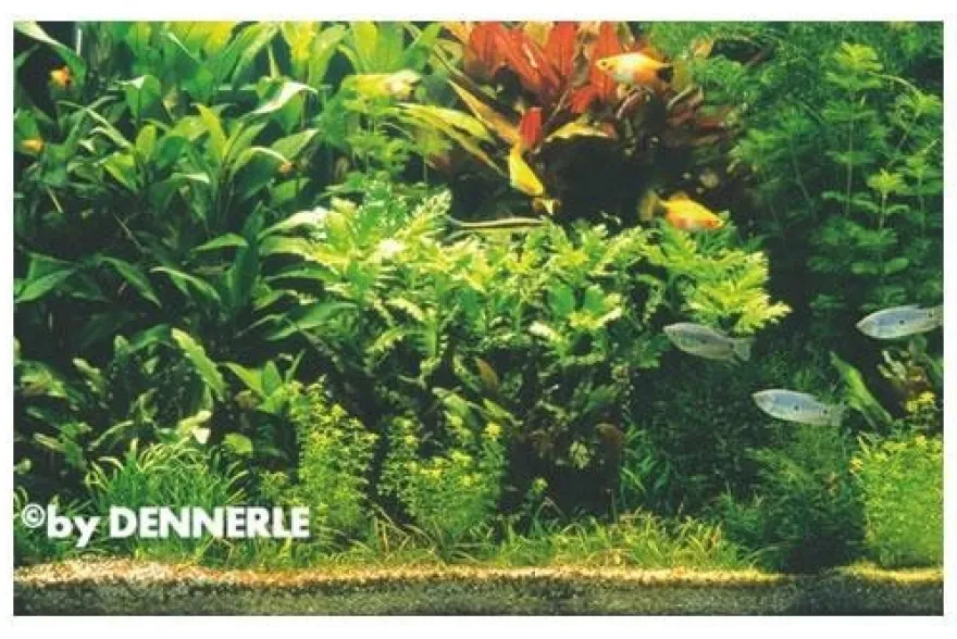 Holland-Aquarium, Pflanzensortiment für 100 x 40 x 50 cm, Aquarienpflanzen-Set