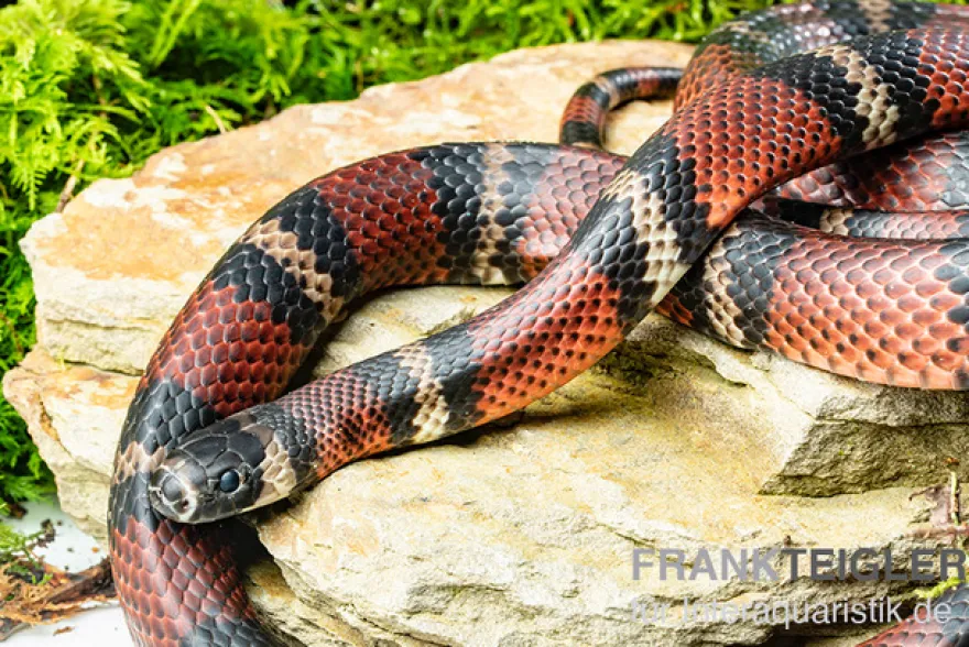Honduras-Königsnatter, Lampropeltis tringulum hondurensis