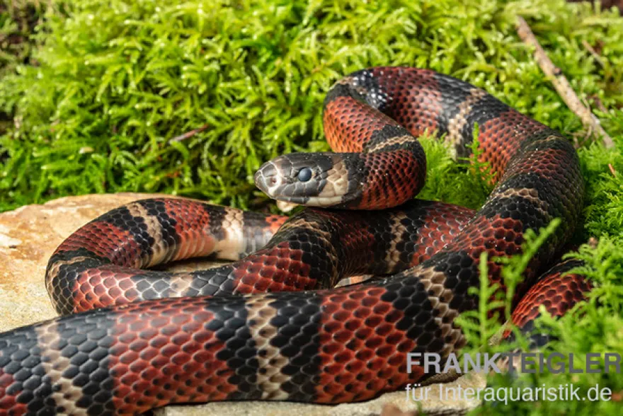 Honduras-Königsnatter, Lampropeltis tringulum hondurensis
