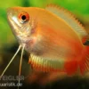 Honiggurami "Flame", Colisa chuna