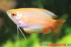 Honiggurami "Flame", Colisa chuna