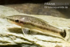 Hoppe`s Ohrgitterharnischwels, Otocinclus hoppei