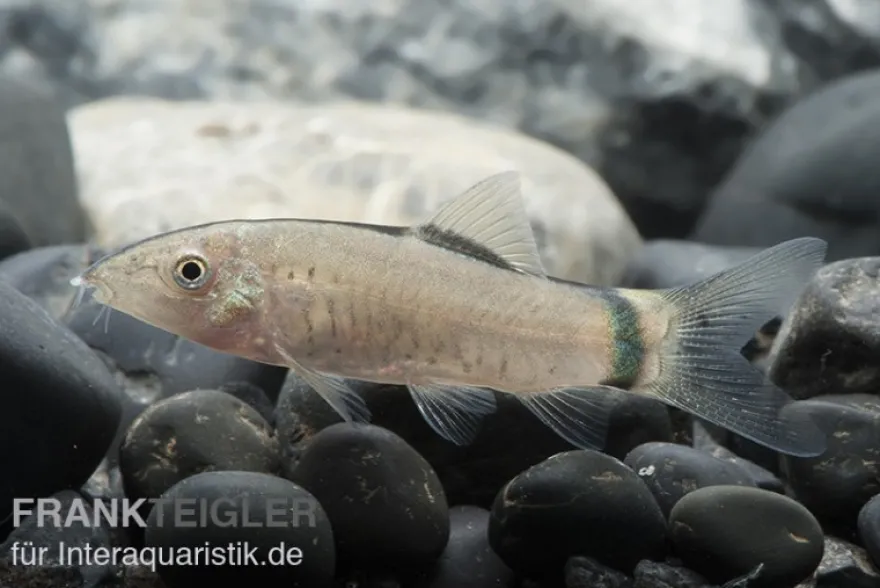 Horas Schmerle, Botia morleti, 3-4 cm