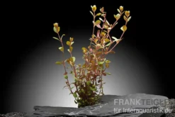 H"Ra-Rotala, Rotala sp. "H"Ra", im Topf