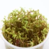 H'Ra-Rotala, Rotala sp. "H'Ra", In Vitro
