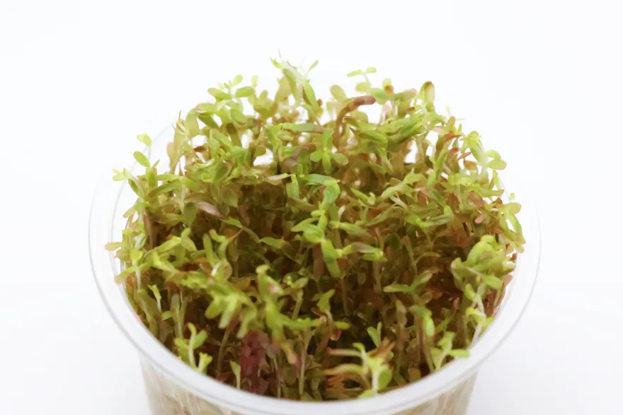 H'Ra-Rotala, Rotala sp. "H'Ra", In Vitro