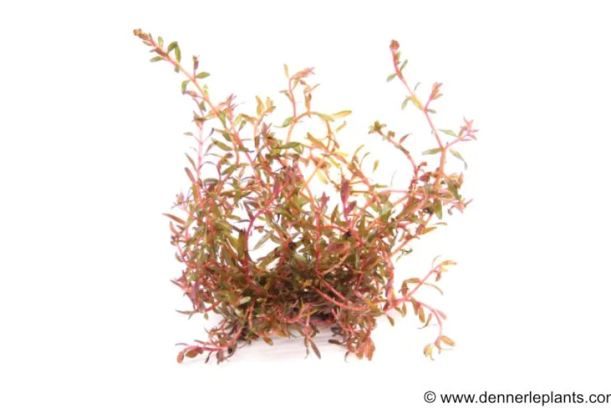H'Ra-Rotala, Rotala sp. "H'Ra", In Vitro