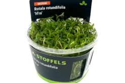 H'Ra-Rotala, Rotala sp.