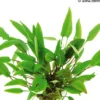 Härtels Wasserkelch, Cryptocoryne affinis, im Topf