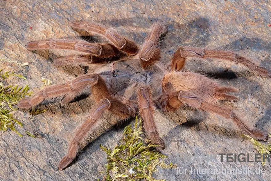 Hua Hin Vogelspinne, Chilobrachys huahini XL