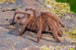 Hua Hin Vogelspinne, Chilobrachys huahini XL