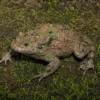 Hubei-Rotbauchunke, Bombina microdeladigitora
