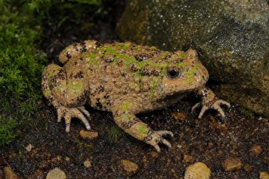 Hubei-Rotbauchunke, Bombina microdeladigitora