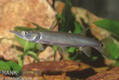 Hujeta-Hechtsalmler, Ctenolucius hujeta