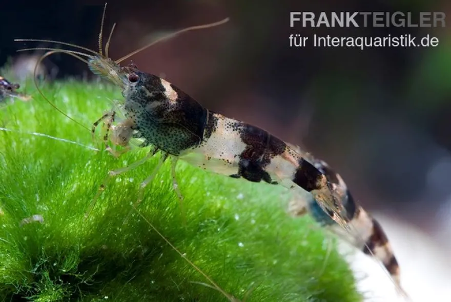 Hummelgarnele, Caridina sp. Hummel