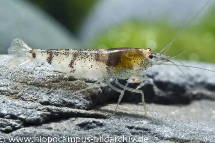 Hummelgarnele, Caridina sp. Hummel
