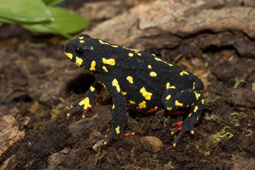 Hummelkrötchen, Melanophryniscus klappenbachi
