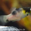 Hummel Platy, Xiphophorus maculatus