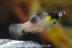 Hummel Platy, Xiphophorus maculatus