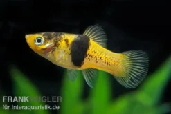 Hummel Platy, Xiphophorus maculatus