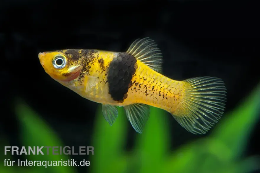 Hummel Platy, Xiphophorus maculatus