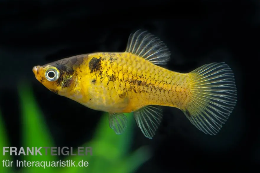 Hummel Platy, Xiphophorus maculatus
