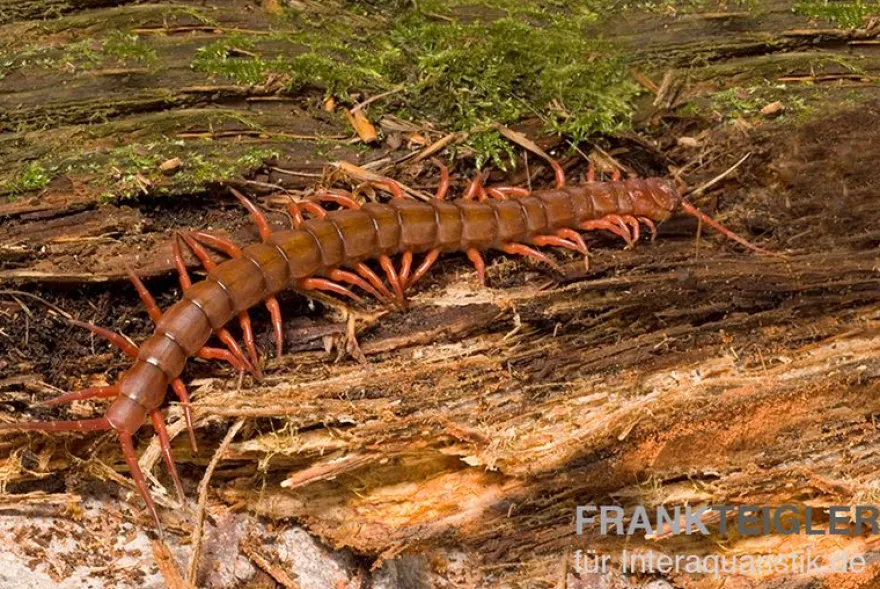 Hundertfüßer, Scolopendra subspinipes "Thai-Red-Dragon"